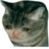 Sad Cats 21