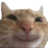 Reações, gatinhos e memes 8