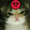 Kucing ajojing 7
