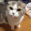 Ekspresi Kucing 15