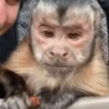 Macaquinhos 🥰 10