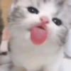Ekspresi Kucing 16