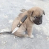 FIGURINHAS NECESSÁRIAS 🤣 12