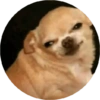 Memes de animais 4 18