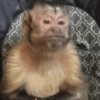Humores de macaquinhos 7