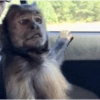 Humores de macaquinhos 16