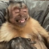 Humores de macaquinhos 10
