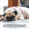 Memes de perritos🐶 14