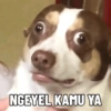 NGEYEL KAMU YA