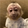 Macacos para chat 11