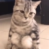 Ekspresi Kucing 11