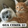 C
GUA CEKEK LU