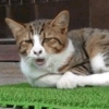 Ekspresi Kucing 13