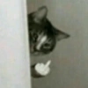 Reações, gatinhos e memes 11
