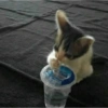 Ekspresi Kucing 12