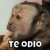 TE ODIO