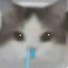 Kucing ajojing 6