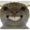 Reações, gatinhos e memes 6