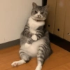 Ekspresi Kucing 9