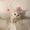 Gatos tiernos #1 11