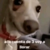 a la cuenta de 3 voy a
llorar