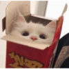 Gatos cura depresión 11