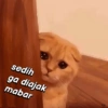 Randoman kucing stress 12