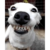Reacciones perrunas 7