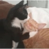 Ekspresi Kucing 14