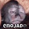 enoJAD@