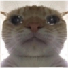 Reações, gatinhos e memes 7