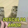REAÇÕES E IRONIA😂 11