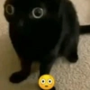 Gatitos Memes😺✨💕6 5
