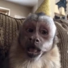 Macacos para chat 16