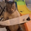 Humores de macaquinhos 14