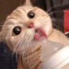 Kucing kucing 14