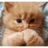 Gatitos 😈 7