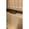 Cat 15