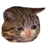 Gatitos tristes 21
