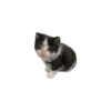 Gatos sad 2 29