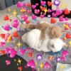 🐱🐾🐈 Cats ll 🐈🐾🐱 7
