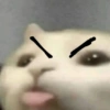 Cat memes 5