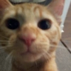 GATITOS RANDOMM 14