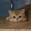 Ekspresi Kucing 5