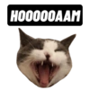 Michi the cat 19