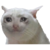 Gatitos tristes 8