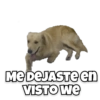 Perritos 13