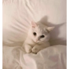 Милый котенок 20