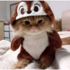 Solo gatos 20