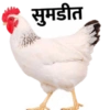 Marathi 20